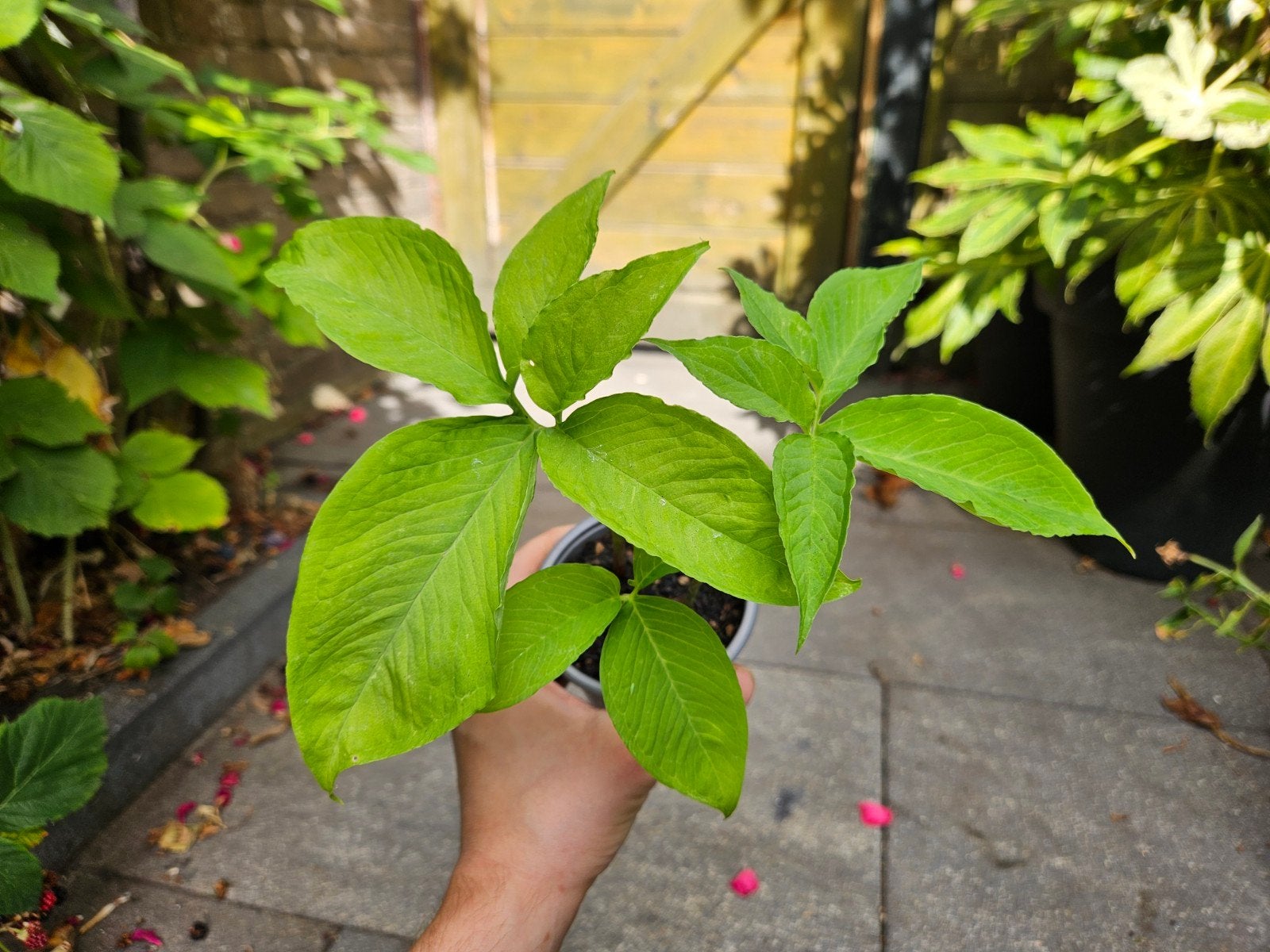 Dracunculus vulgaris - Drakenwortel, Tuin en Terras, Planten | Tuinplanten, Ophalen, Overige soorten, Volle zon