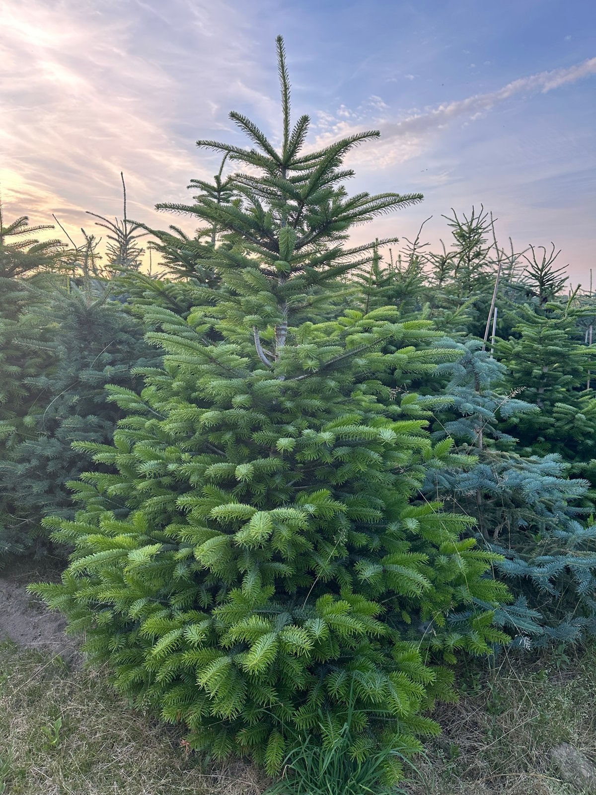 Kerstbomen te koop (Nordmann, Fijnspar, Blauwspar), Overige soorten, Volle zon, Vaste plant, Ophalen of Verzenden