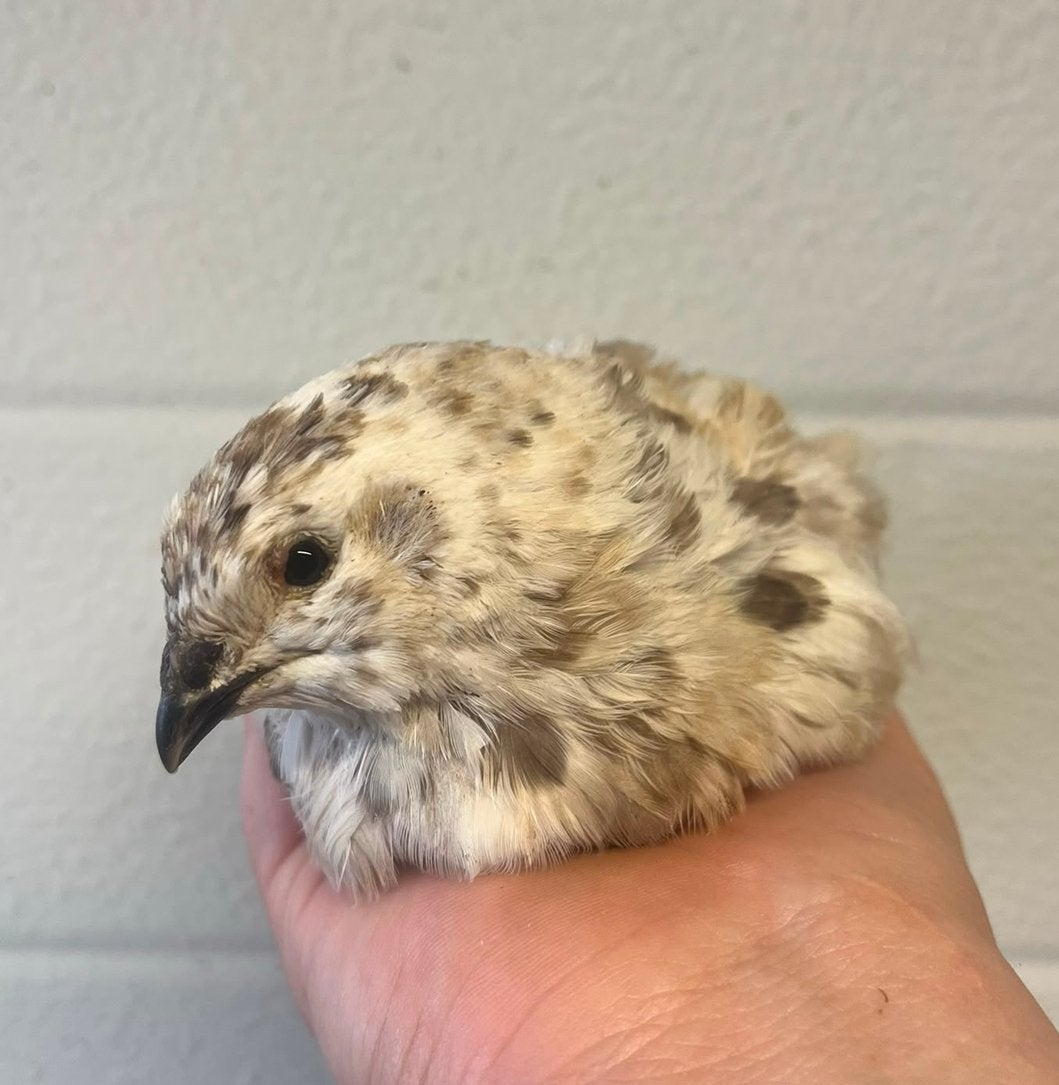 Groep japanse kwartels, Dieren en Toebehoren, Vogels | Overige Vogels, Meerdere dieren