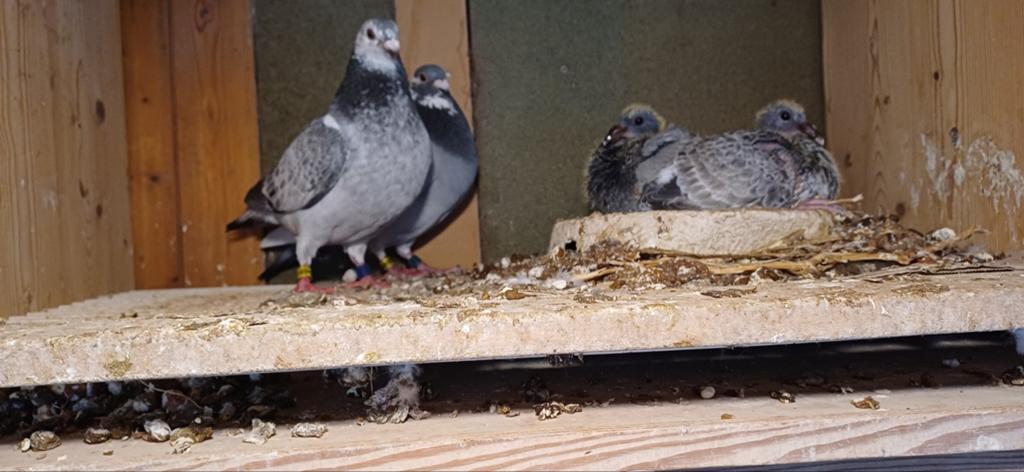 Postduiven   mooi koppel., Dieren en Toebehoren, Vogels | Duiven, Meerdere dieren, Postduif