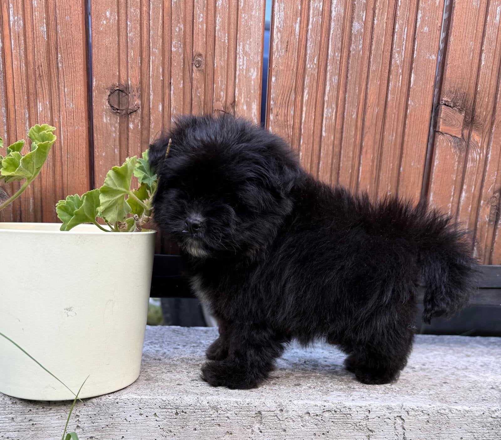 Pomapoo, Overige rassen, 8 tot 15 weken, Buitenland, Parvo