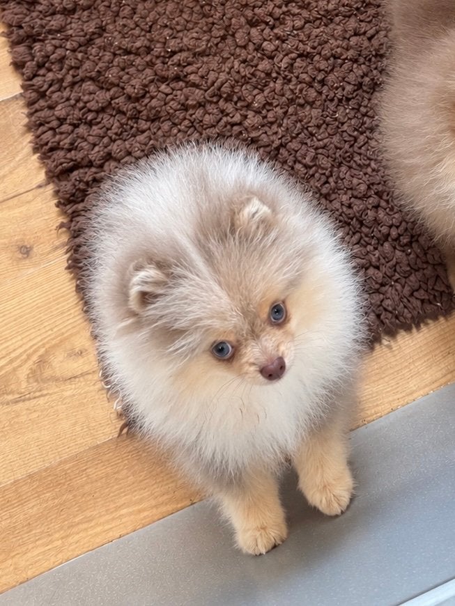 Lilac merle tan reu blauwe ogen pomeranian pomeriaan, Keeshond, 15 weken tot 1 jaar, Reu, Buitenland