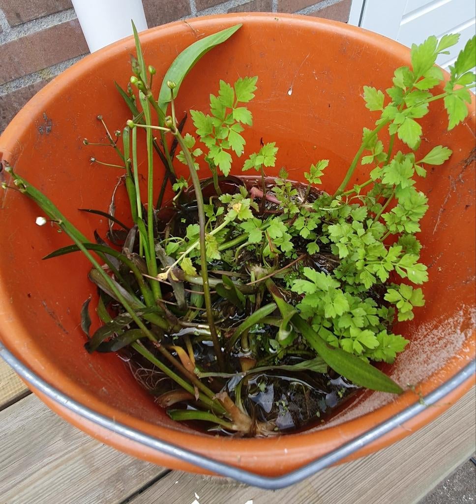 Vijverplanten, oeverplanten, waterplanten, Tuin en Terras, Vijvers, Ophalen
