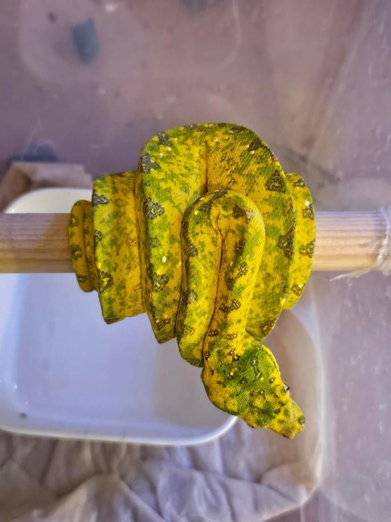 morelia viridis azurea biak Green Tree Python - unknown for sale from reptile900