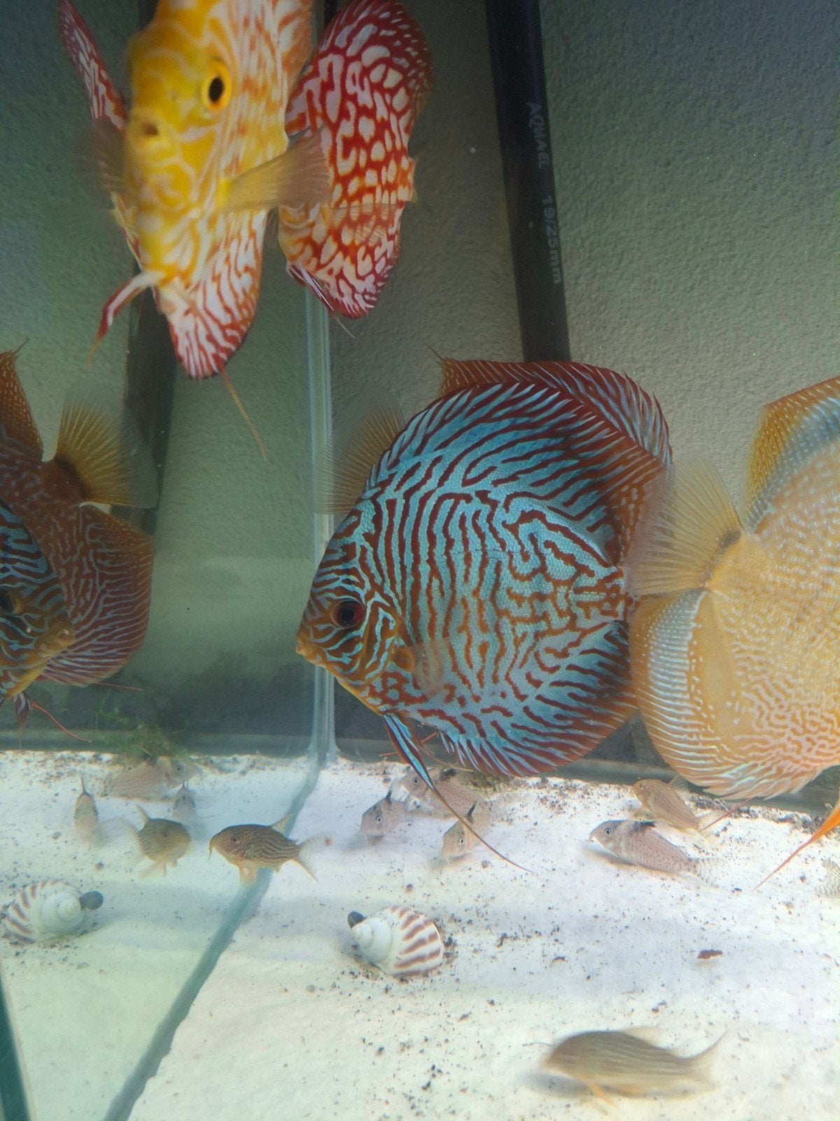 discusvissen / discus vis 5 groten ., Vis
