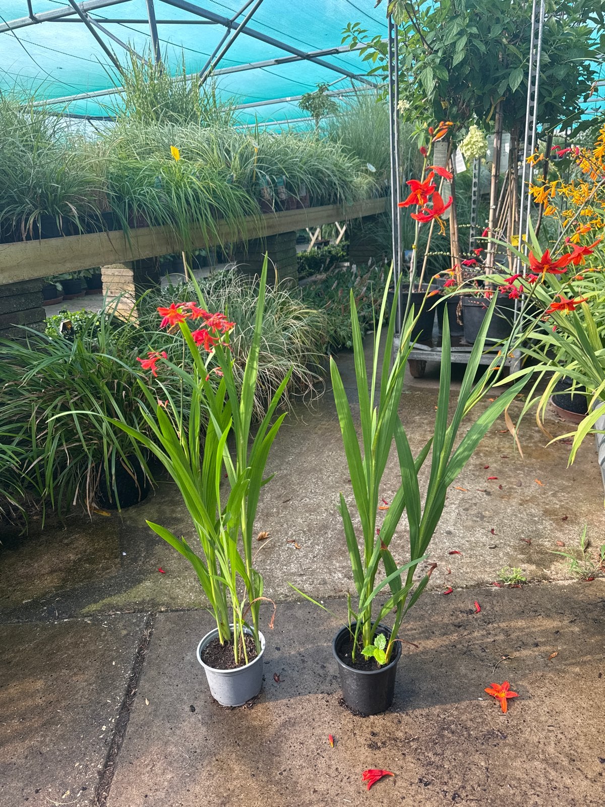 Gratis plant voor elke klant deze week, Vaste plant, Halfschaduw, Zomer, Ophalen