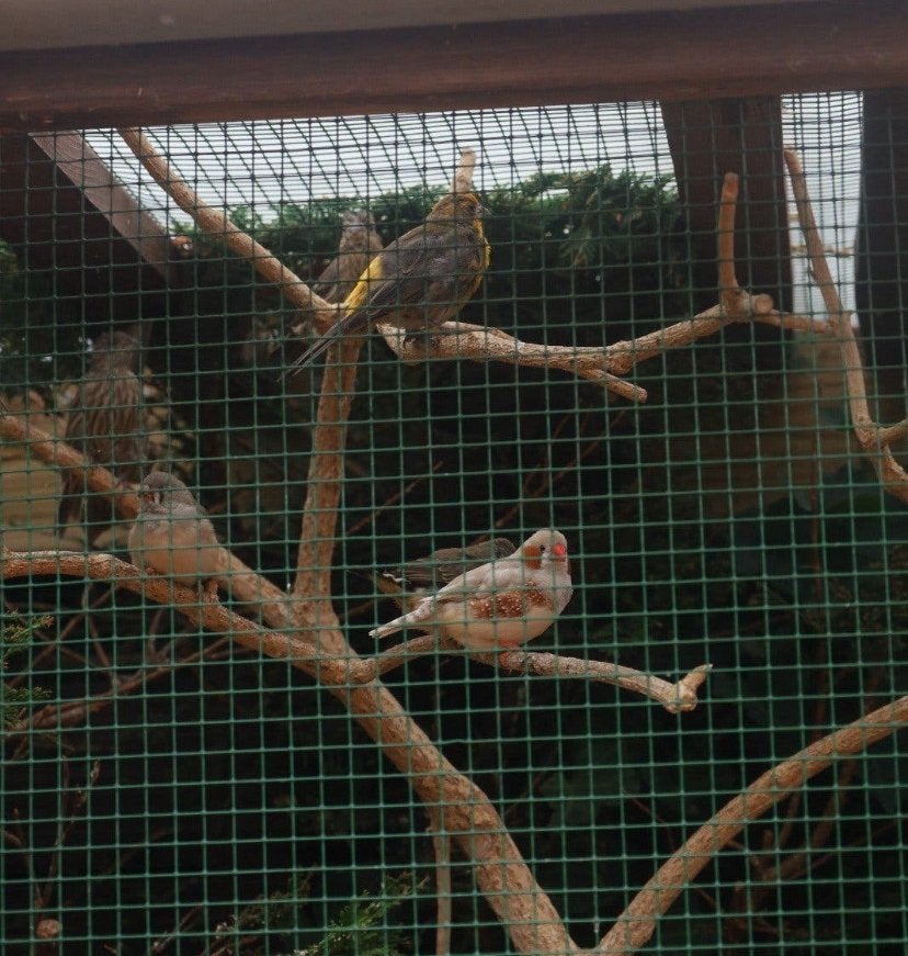 2 koppels mexicaanse roodmussen, Dieren en Toebehoren, Meerdere dieren