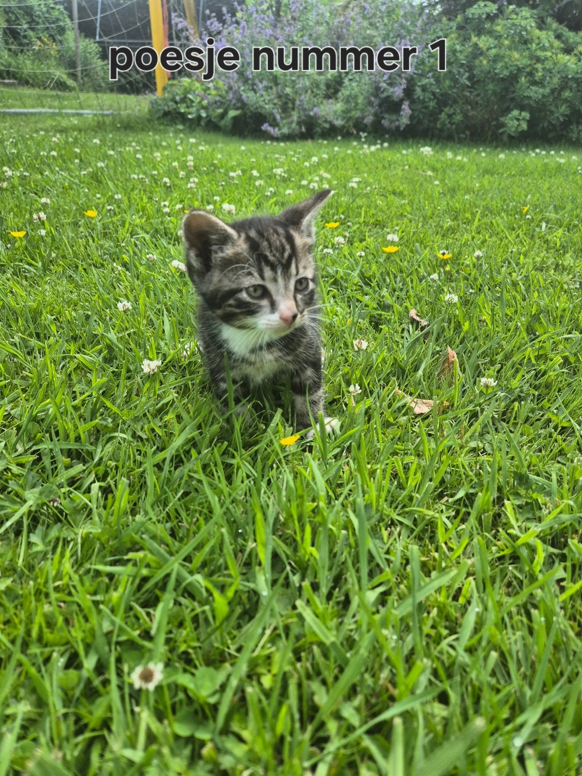 Kittens te koop