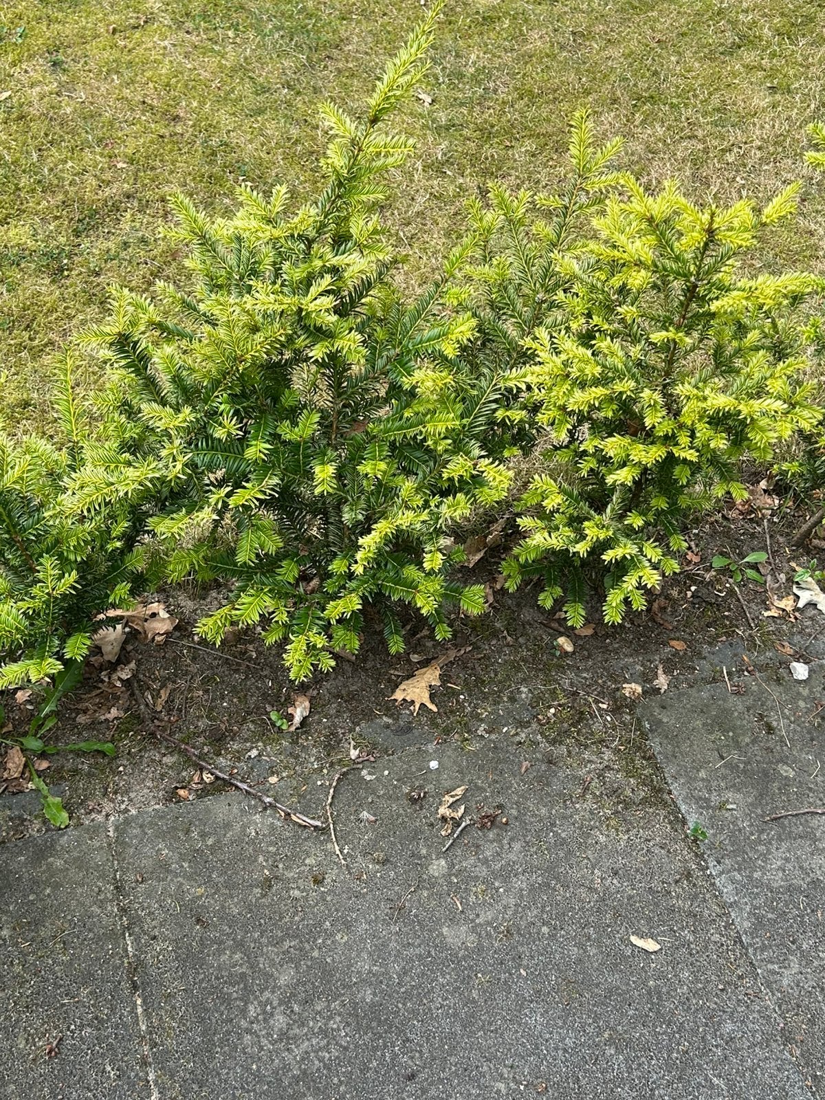 22 Taxus planten - Ideaal voor hagen en vormsnoei, Vaste plant, Bloeit niet, Halfschaduw, Ophalen