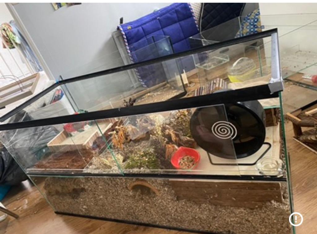 Mooi terrarium 100x40x50, Dieren en Toebehoren, Minder dan 60 cm, Ophalen of Verzenden, Zo goed als nieuw, 75 tot 110 cm