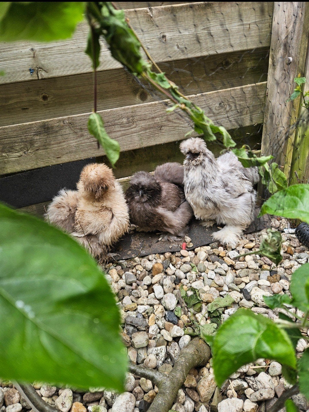 3 zijdehoenders hennen 2 jaar oud, Dieren en Toebehoren, Vrouwelijk, Kip