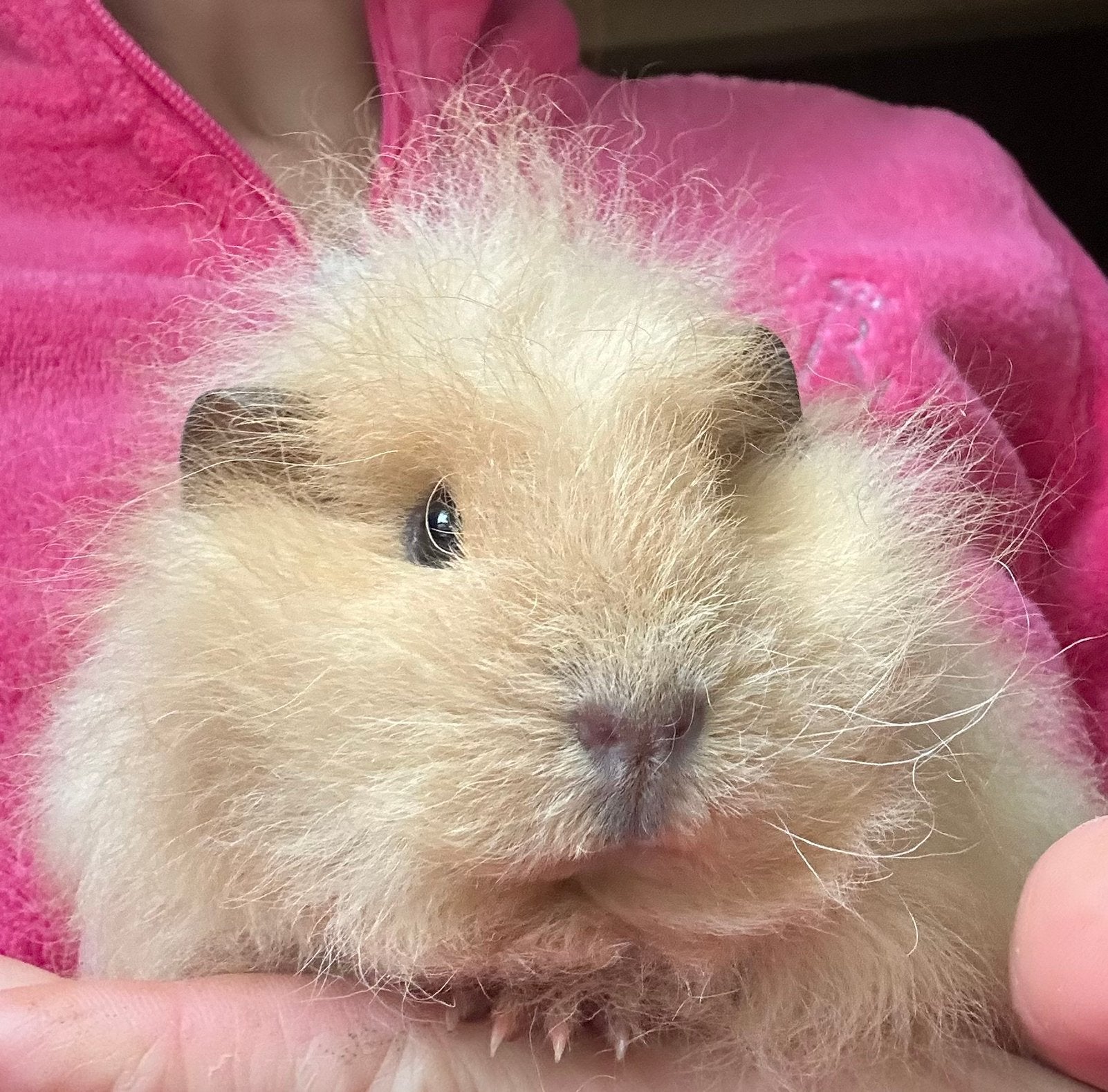 Ch teddy zeugje, Dieren en Toebehoren, Cavia, Juli, Vrouwelijk, Tam