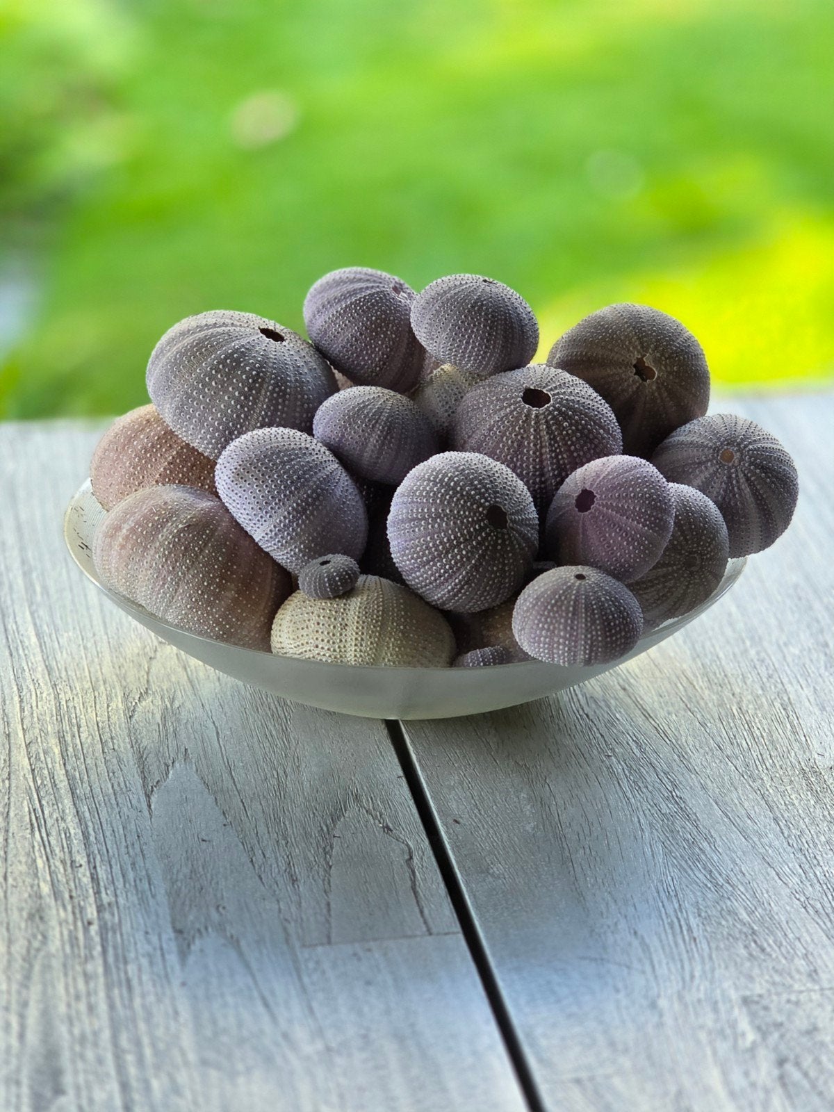 Decoratieve Zee-egels, grote collectie in Glas - Diverse Mat, Huis en Inrichting, Ophalen, Gebruikt, Meerkleurig, Landelijk
