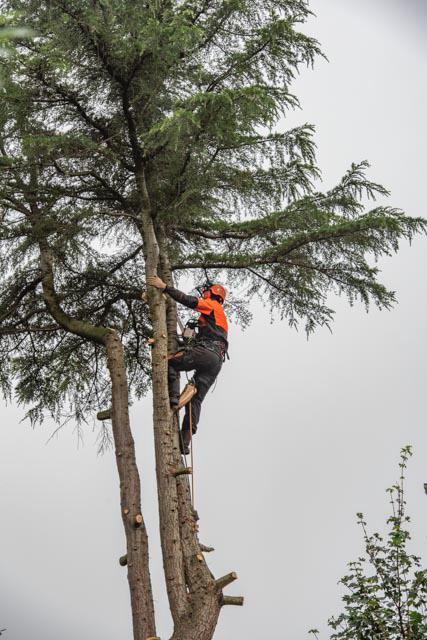Professioneel uw boom laten kappen, Ophalen of Verzenden, Volle zon, Overige soorten