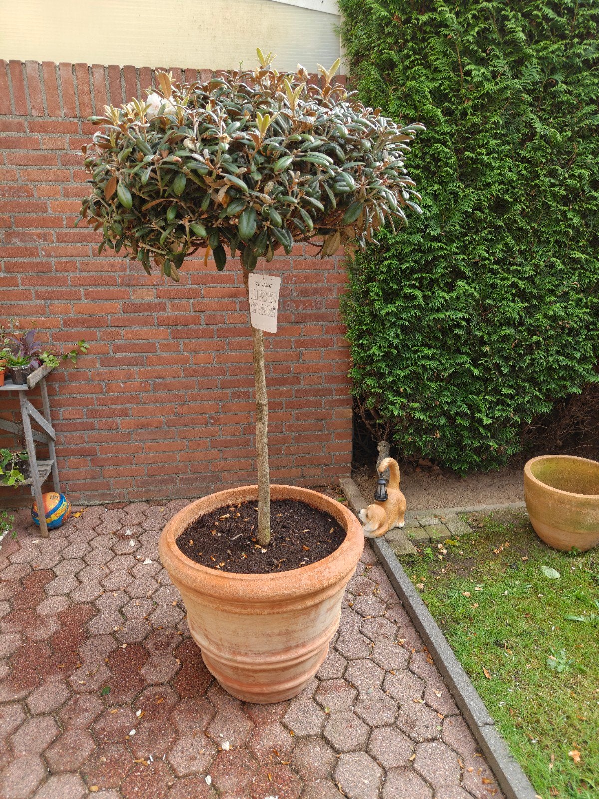 Aanbieding: Prachtige Japanse rhododendron op stam. Nu €50,-, Tuin en Terras, Planten | Bomen, Ophalen