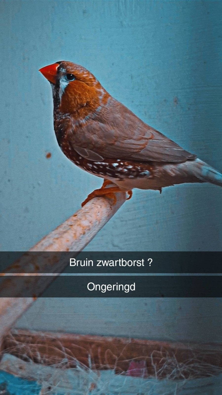 koppel zebravinken tekoop, Meerdere dieren