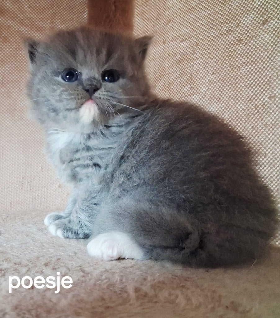 Prachtige beertjes Britse korthaar langhaar kittens, Meerdere dieren, 0 tot 2 jaar