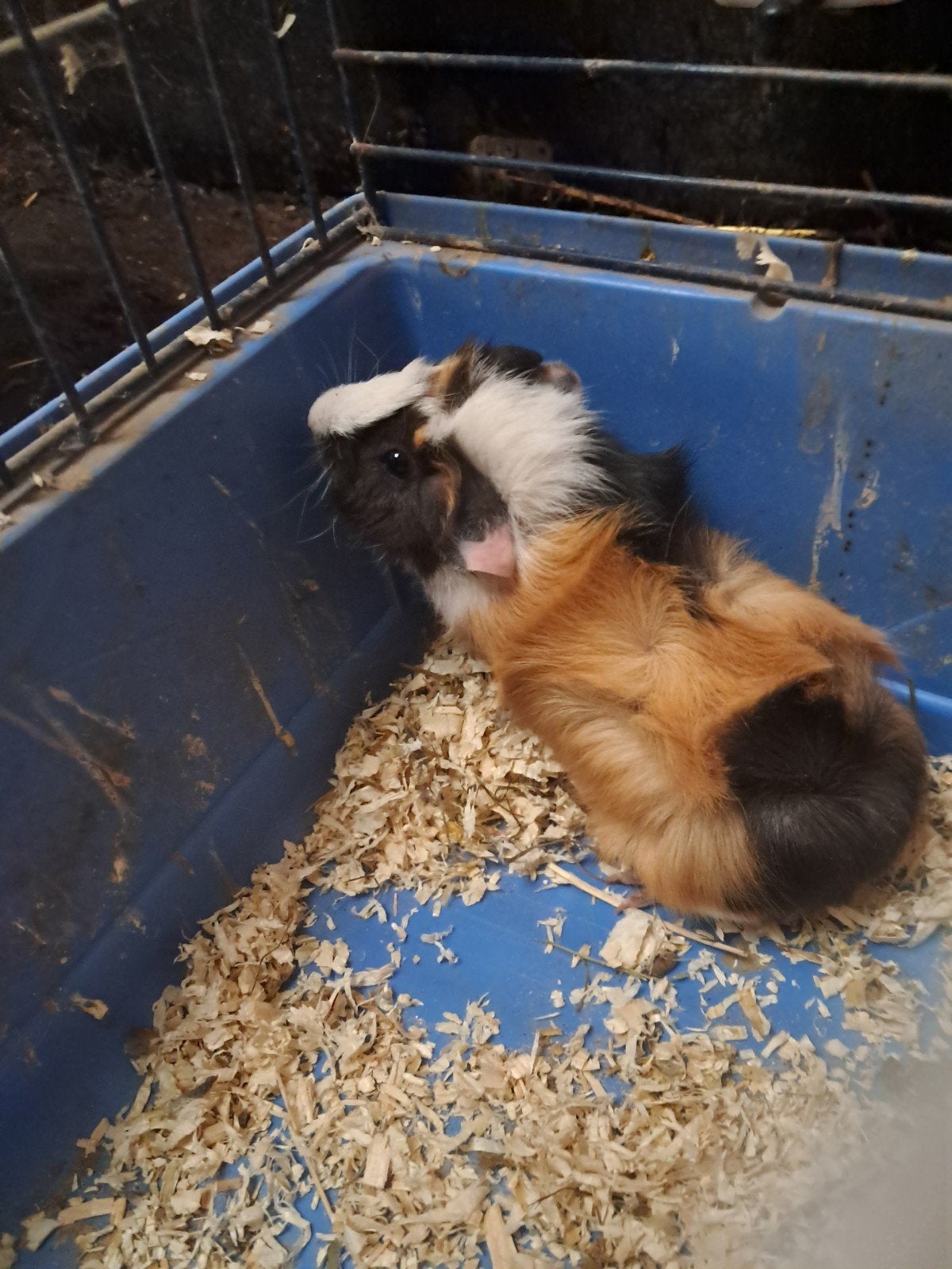 4 prachtige cavia's, Cavia, Augustus, Vrouwelijk, Tam