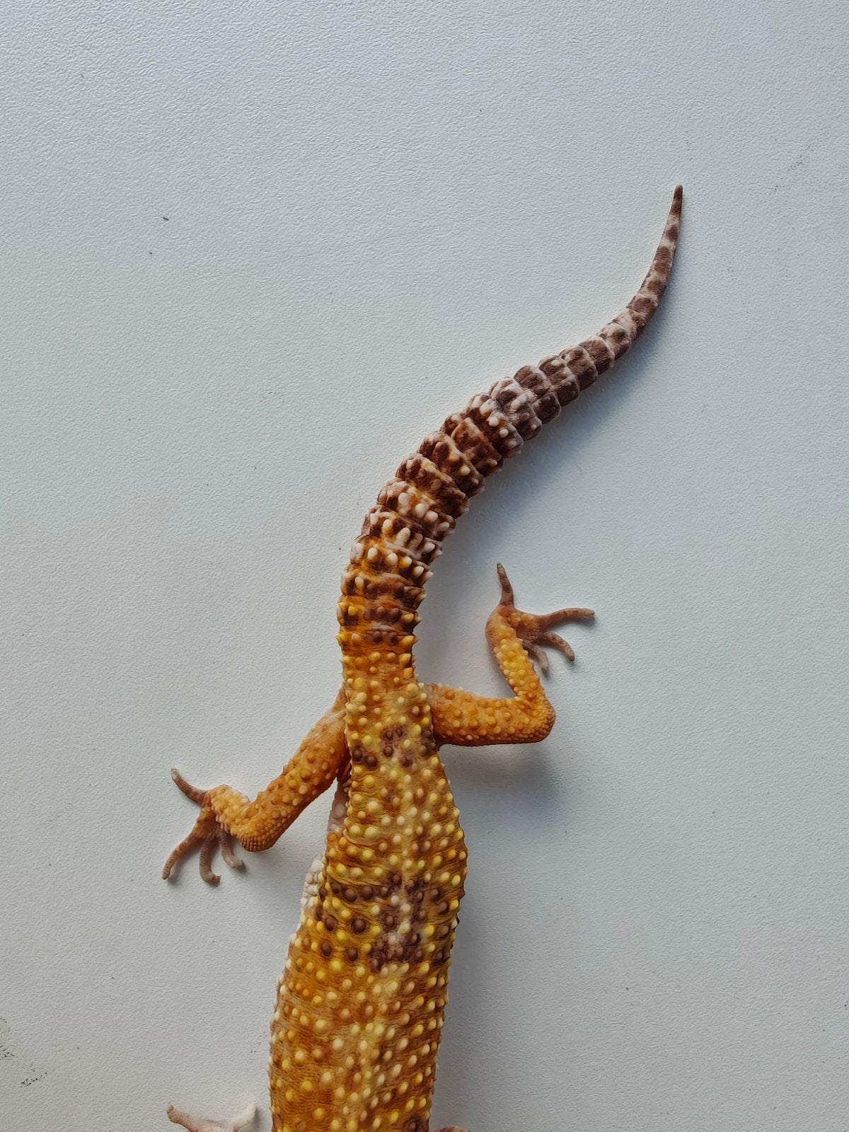 Mooie oranje Tangerine luipaardgekko te koop Leopard Gecko photo 2