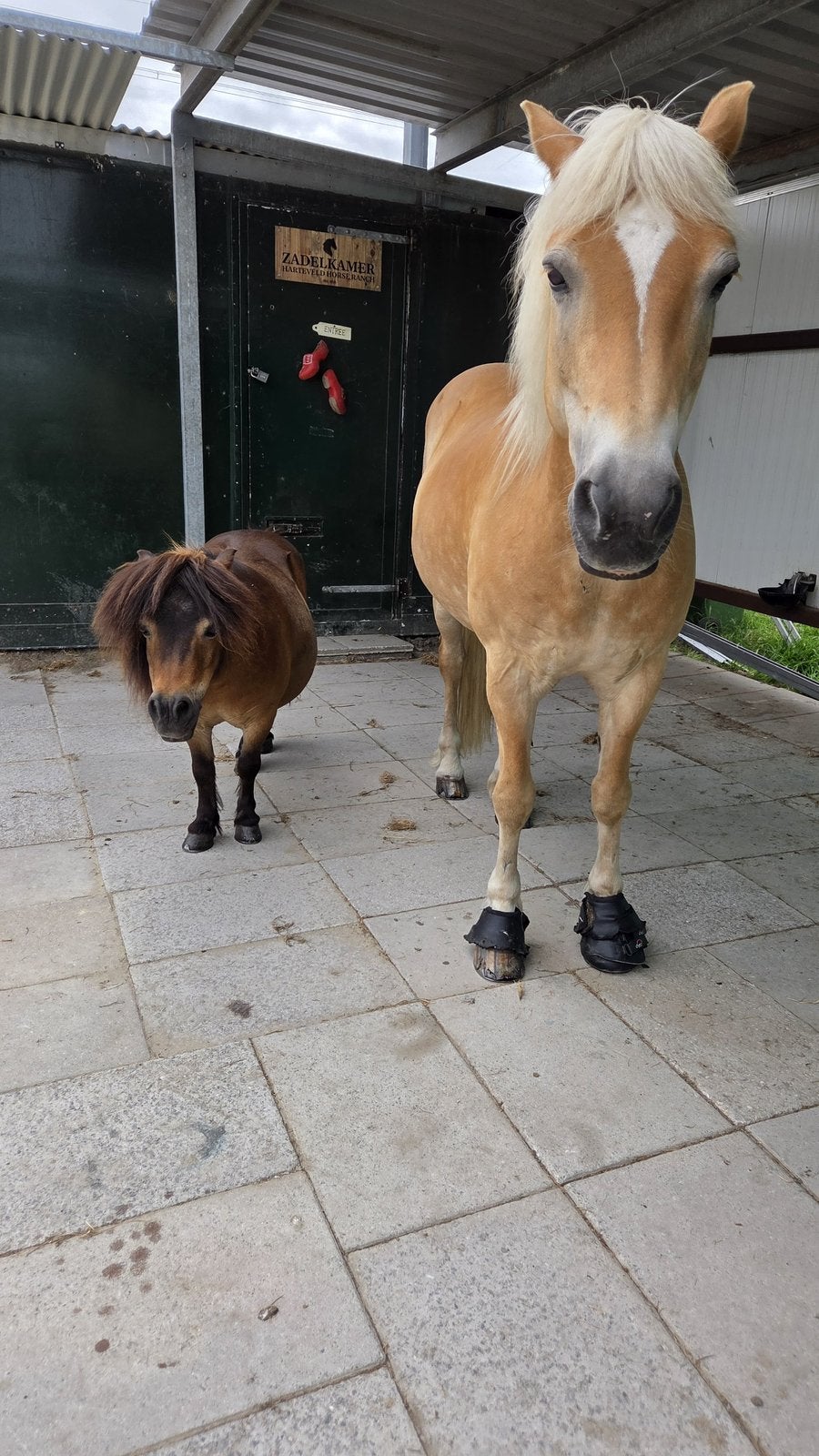 Foto 2 van Stalling aangeboden shetlander