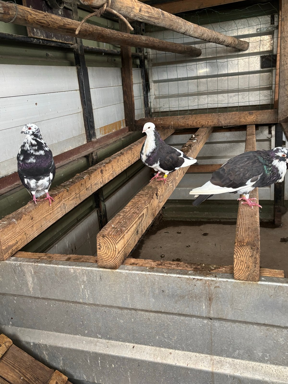 Mooie haagse kroppers, Dieren en Toebehoren, Meerdere dieren, Kropper