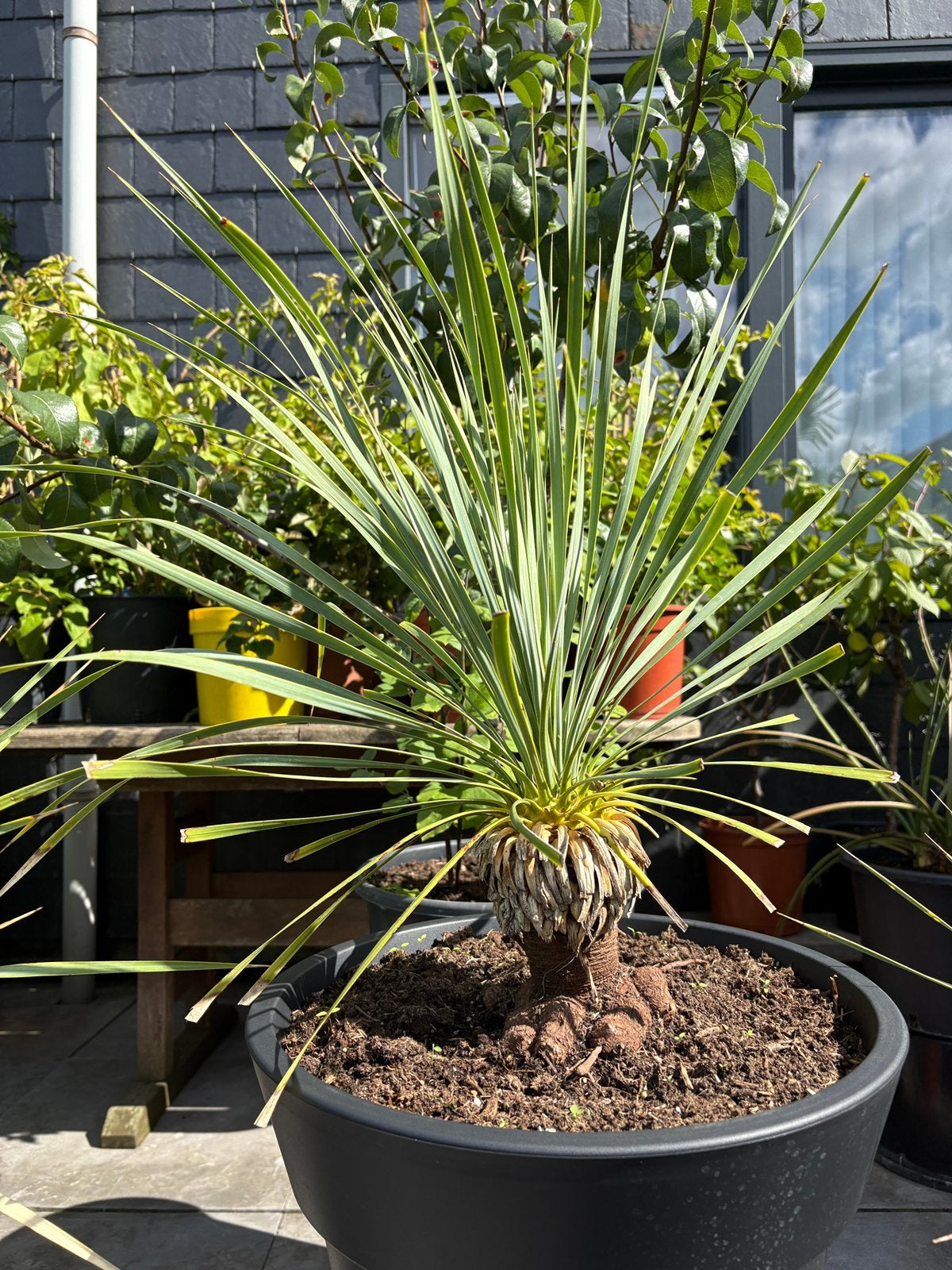 3 prachtige yucca rostrata woestijn planten in pot!!, Tuin en Terras, Volle zon, Vaste plant, Zomer, Ophalen