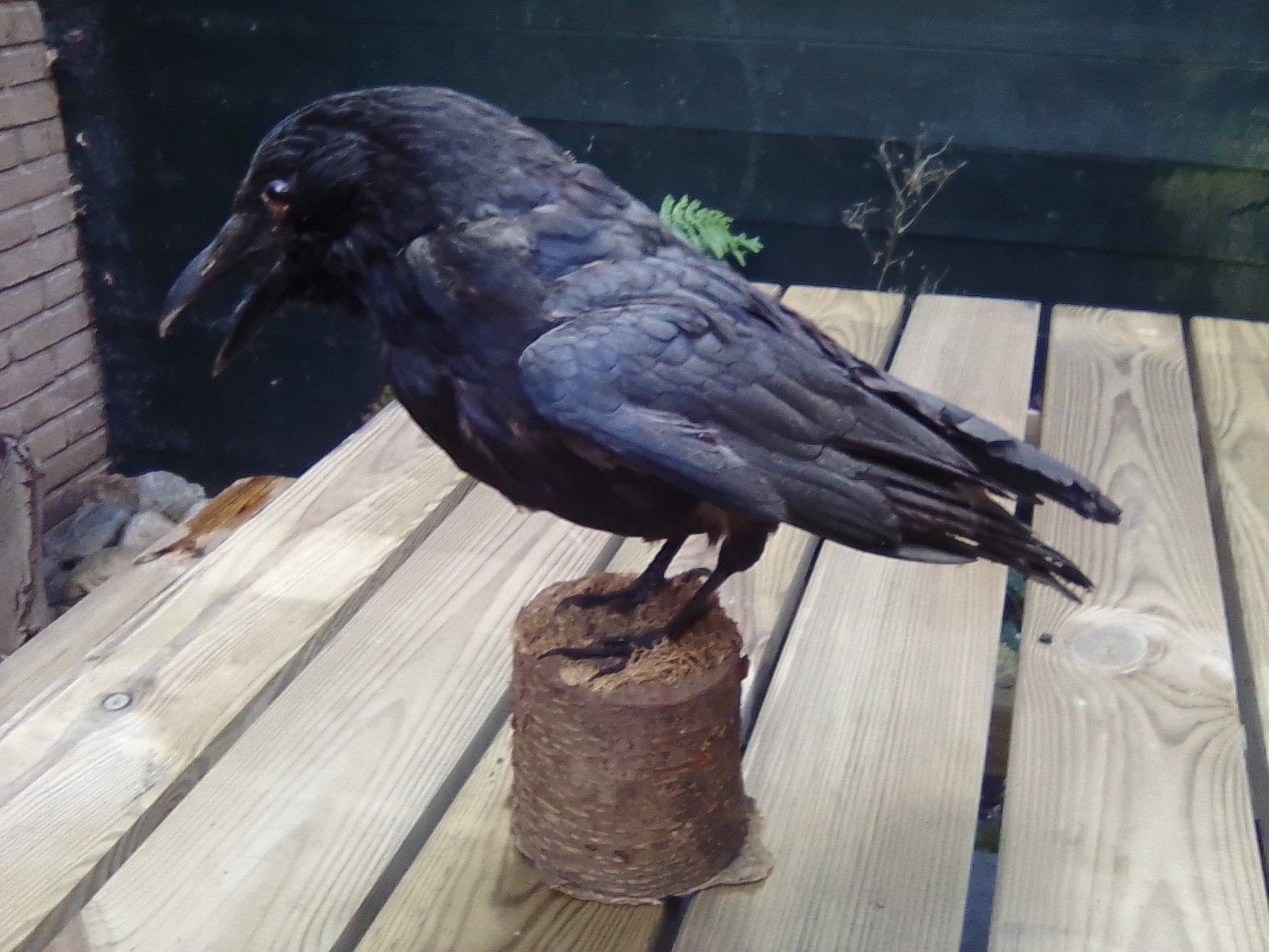 Opgezette Raaf - Prachtig exemplaar, Ophalen of Verzenden, Zo goed als nieuw, Vogel, Opgezet dier