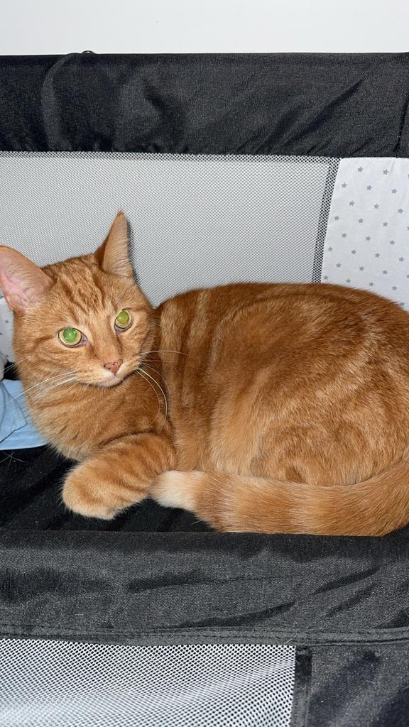 Katten, Dieren en Toebehoren, Katten en Kittens | Overige Katten, Poes