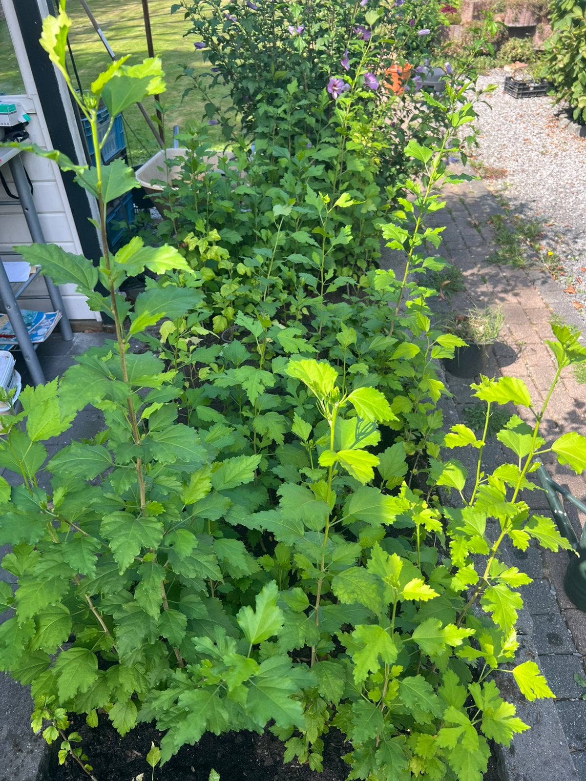 ✅Uitzoeken diverse tuin planten 🥰alles gaat weg, Ophalen of Verzenden, Overige soorten, 100 tot 250 cm