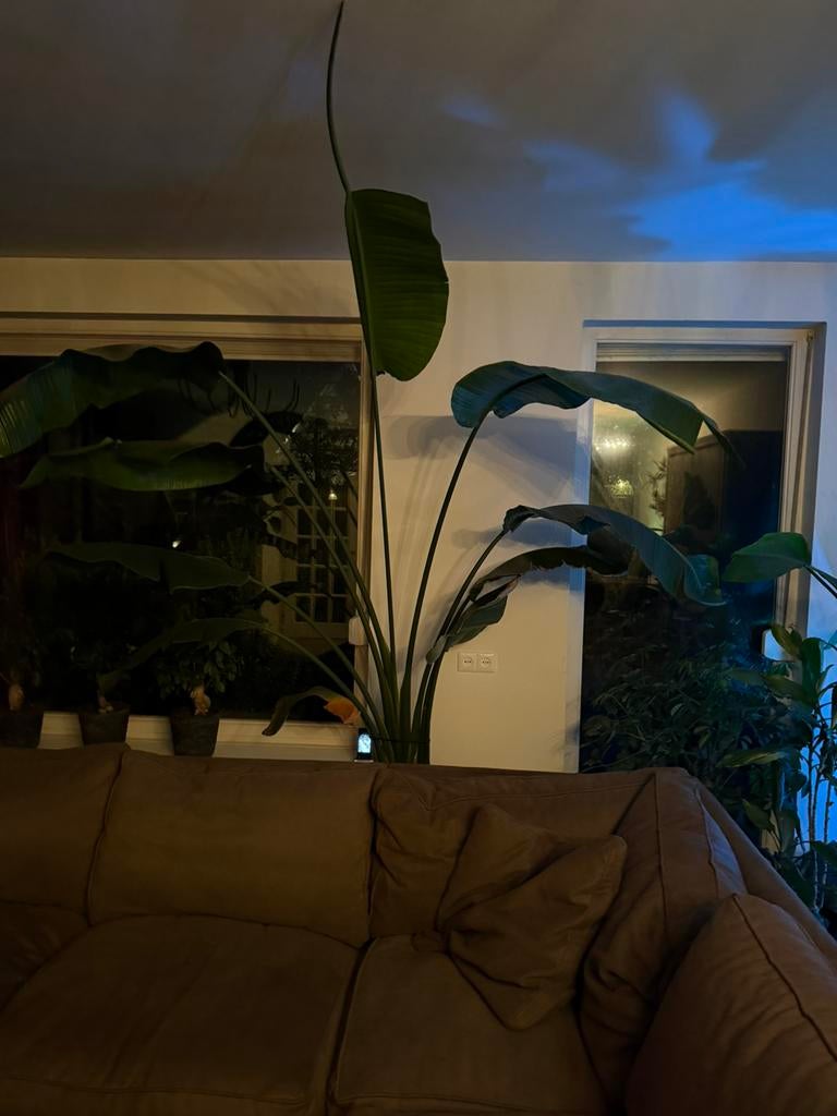 Grote Strelitzia (Paradijsvogelplant), Ophalen, 200 cm of meer, Overige soorten, Halfschaduw