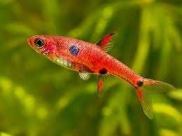 Hobbyaquarium Dwergrasbora / Boraras maculatus, Vis, Zoetwatervis, Schoolvis