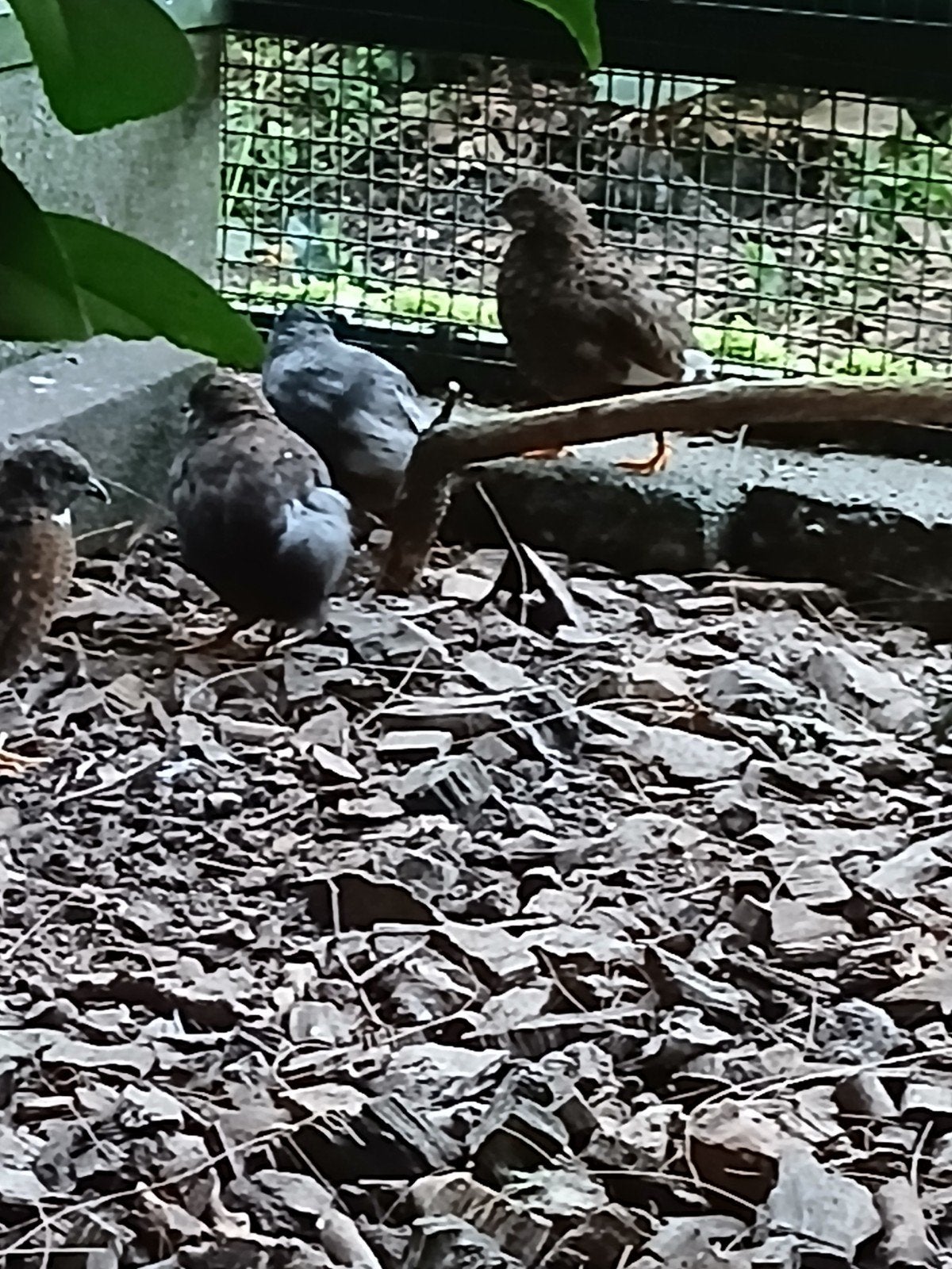 mooie chinese dwergkwartels te koop, Dieren en Toebehoren, Meerdere dieren, Wildzangvogel, Geringd
