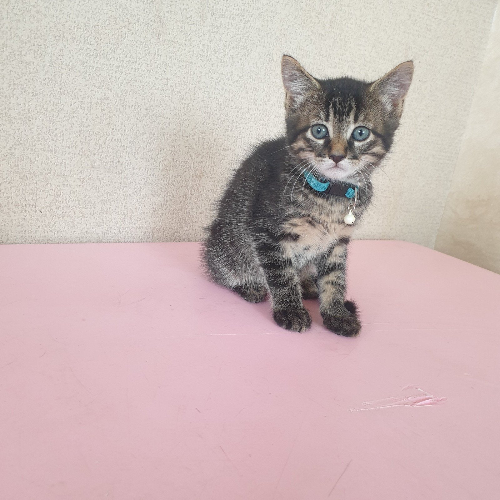 Prachtige cyperse kitten, Dieren en Toebehoren, Kater, 0 tot 2 jaar