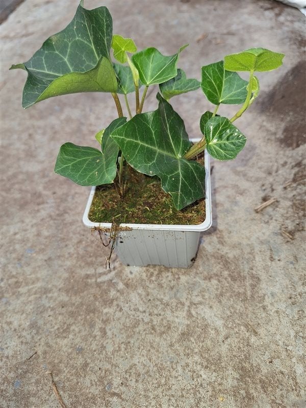 Hedera hibernica ongestokt potmaat p9 Ierse Klimop, Ophalen, Overige soorten