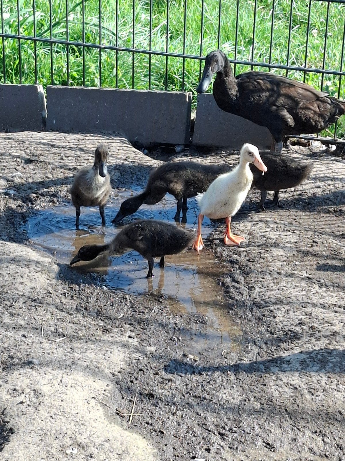 8 jonge Indische loopeenden, Dieren en Toebehoren, Pluimvee, Meerdere dieren, Eend