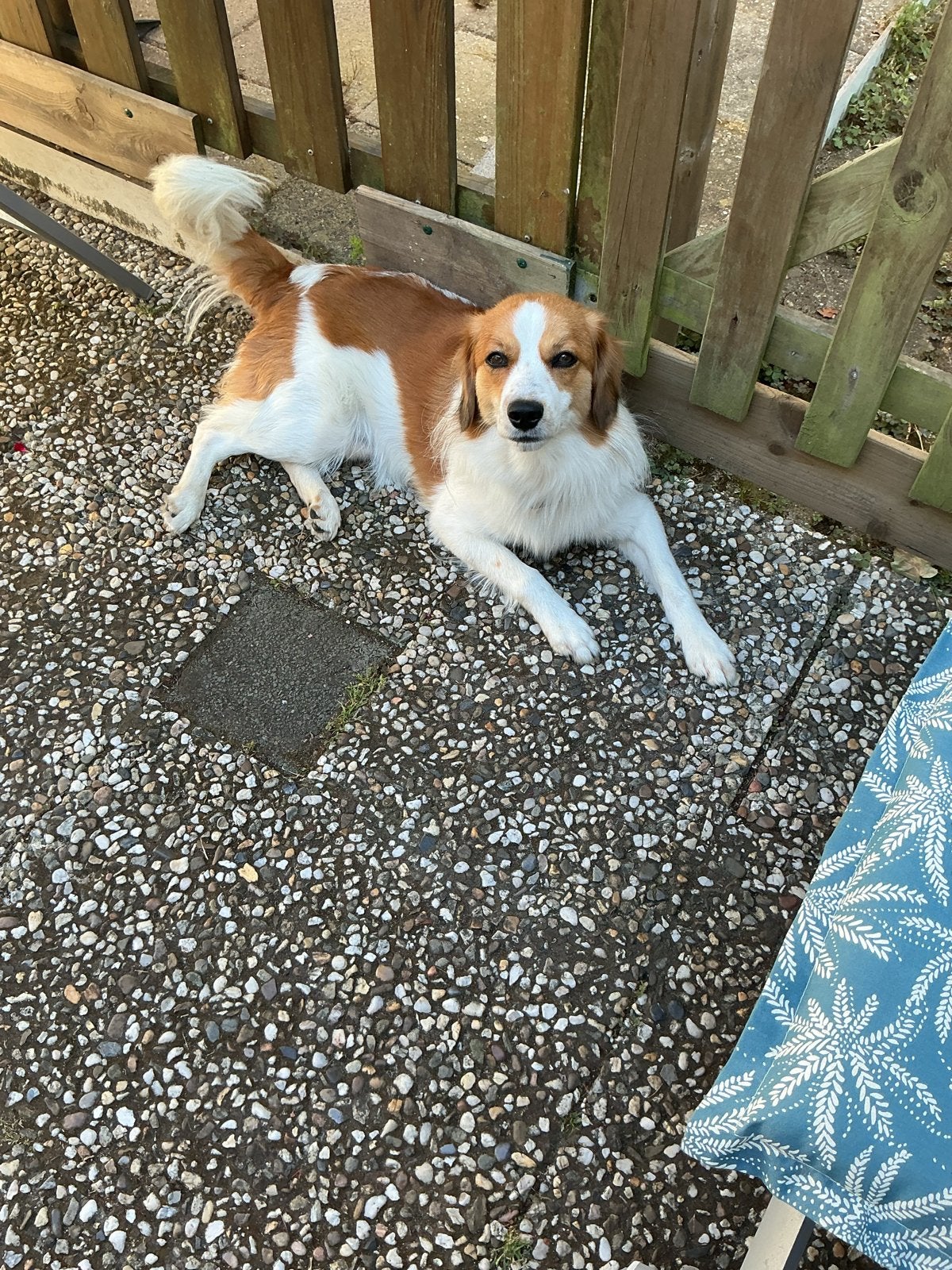 Baas gezocht, Reu, Parvo, Eén hond, Nederland