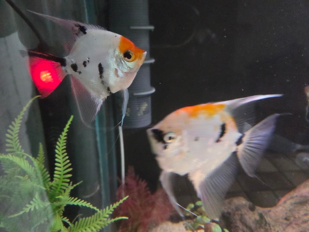 Koppel maanvissen, Dieren en Toebehoren, Vissen | Aquariumvissen, Vis