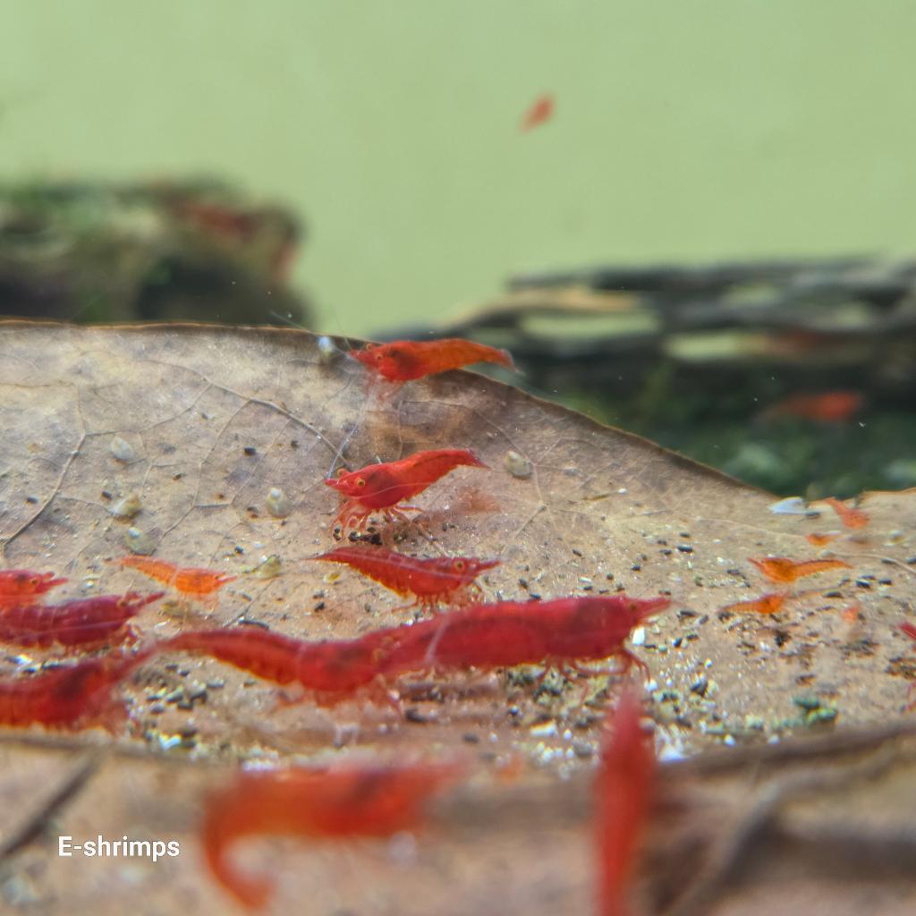 ️Rode | Bloody Mary OE Neocaridina-garnalen Verzenden/afh, Dieren en Toebehoren, Vissen | Aquariumvissen, Kreeft, Krab of Garnaal
