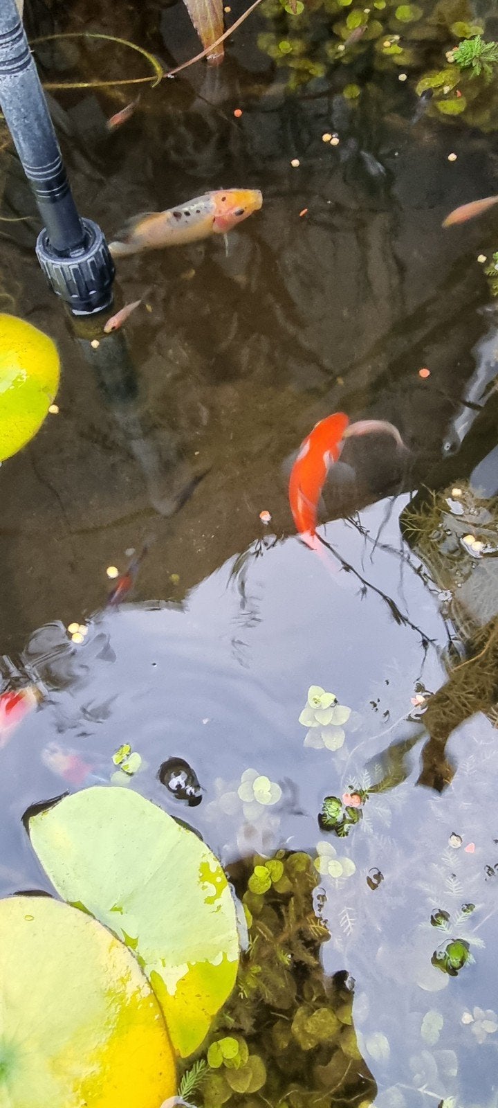 Vijvervissen, Karper of Koi