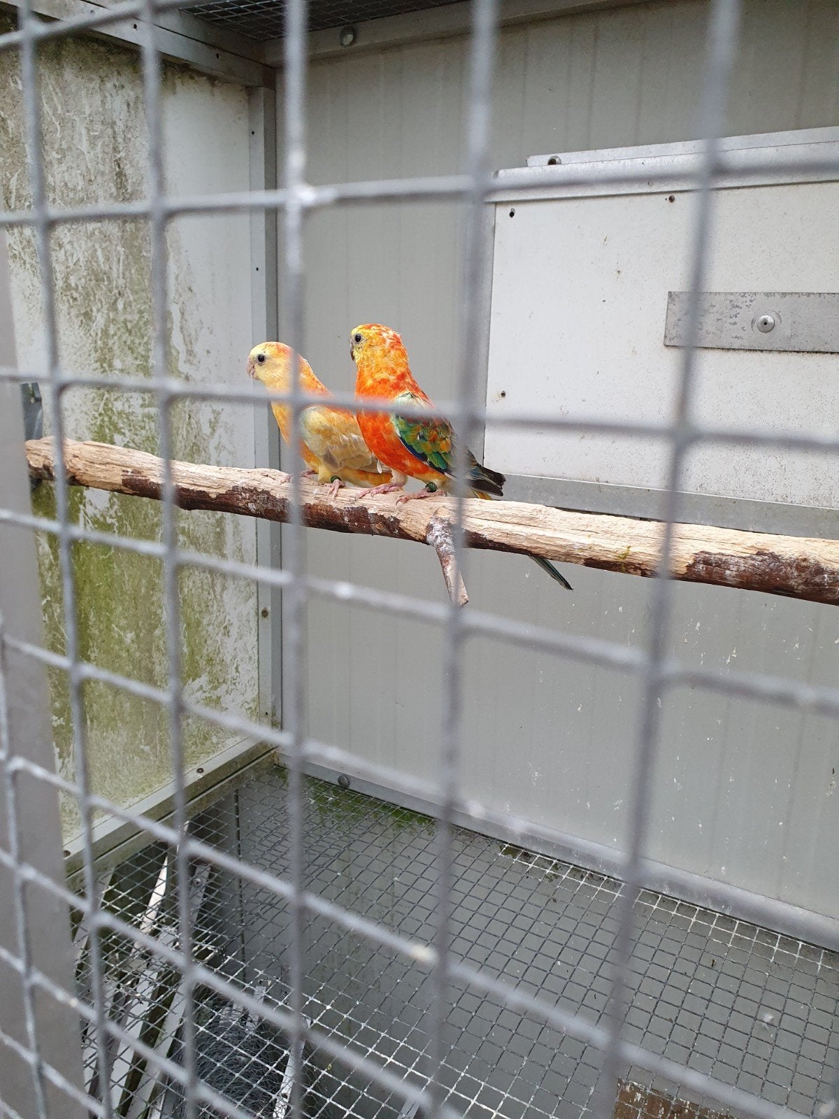 roodruggen, Meerdere dieren, Parkiet