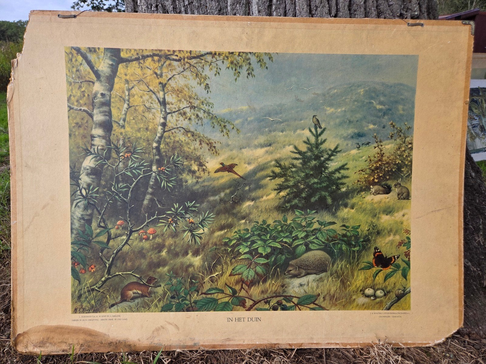 Vintage Schoolplaat "In Het Duin" - Natuur & Biologie, Ophalen of Verzenden