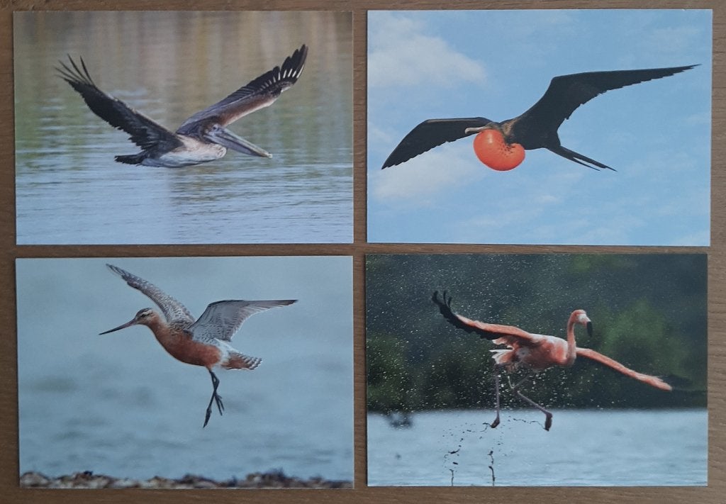 4 Gefrankeerde Kaarten met Vogels Koninkrijk der Nederlanden, Ophalen, 1980 tot heden, Ongelopen, Natuur