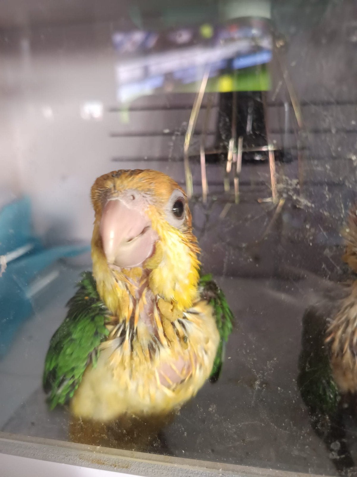 roestkop caique, Dieren en Toebehoren, Geslacht onbekend, Papegaai