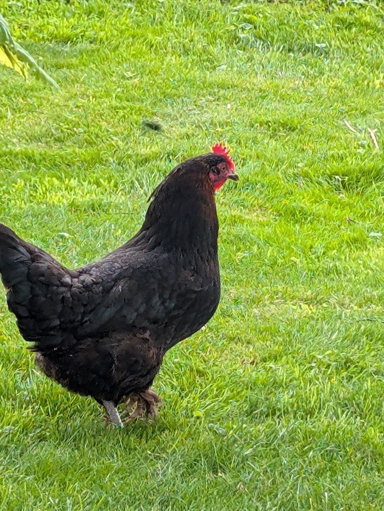 Marans hennen, Dieren en Toebehoren, Pluimvee, Vrouwelijk, Kip