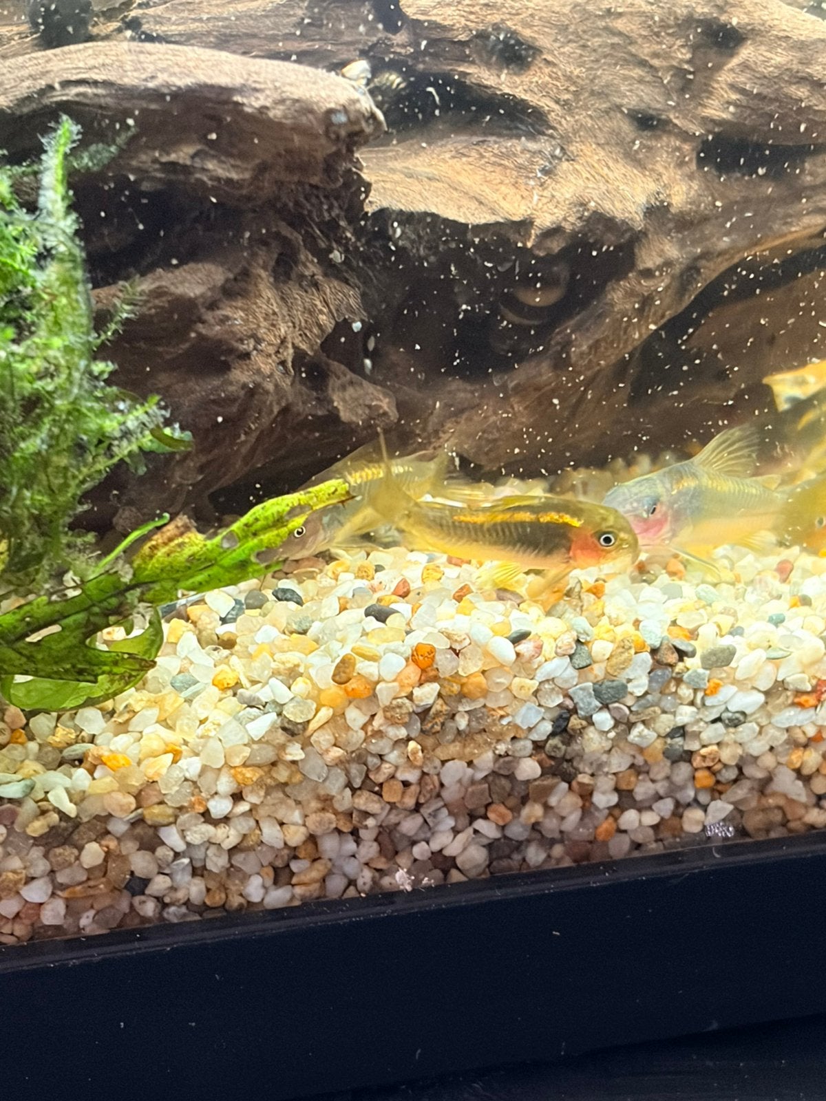 Corydora Goldstripe, Dieren en Toebehoren, Vis