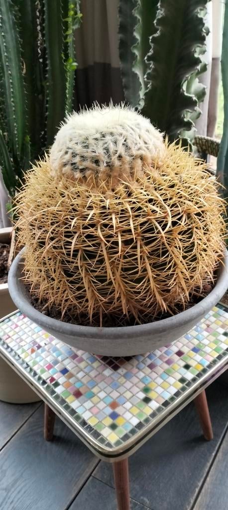 Grote cactus, Ophalen of Verzenden, Rond, Glas