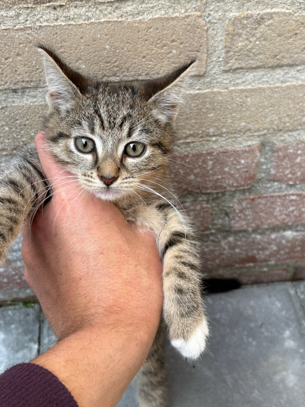 Kitten 9 weken vrouwtje, Dieren en Toebehoren