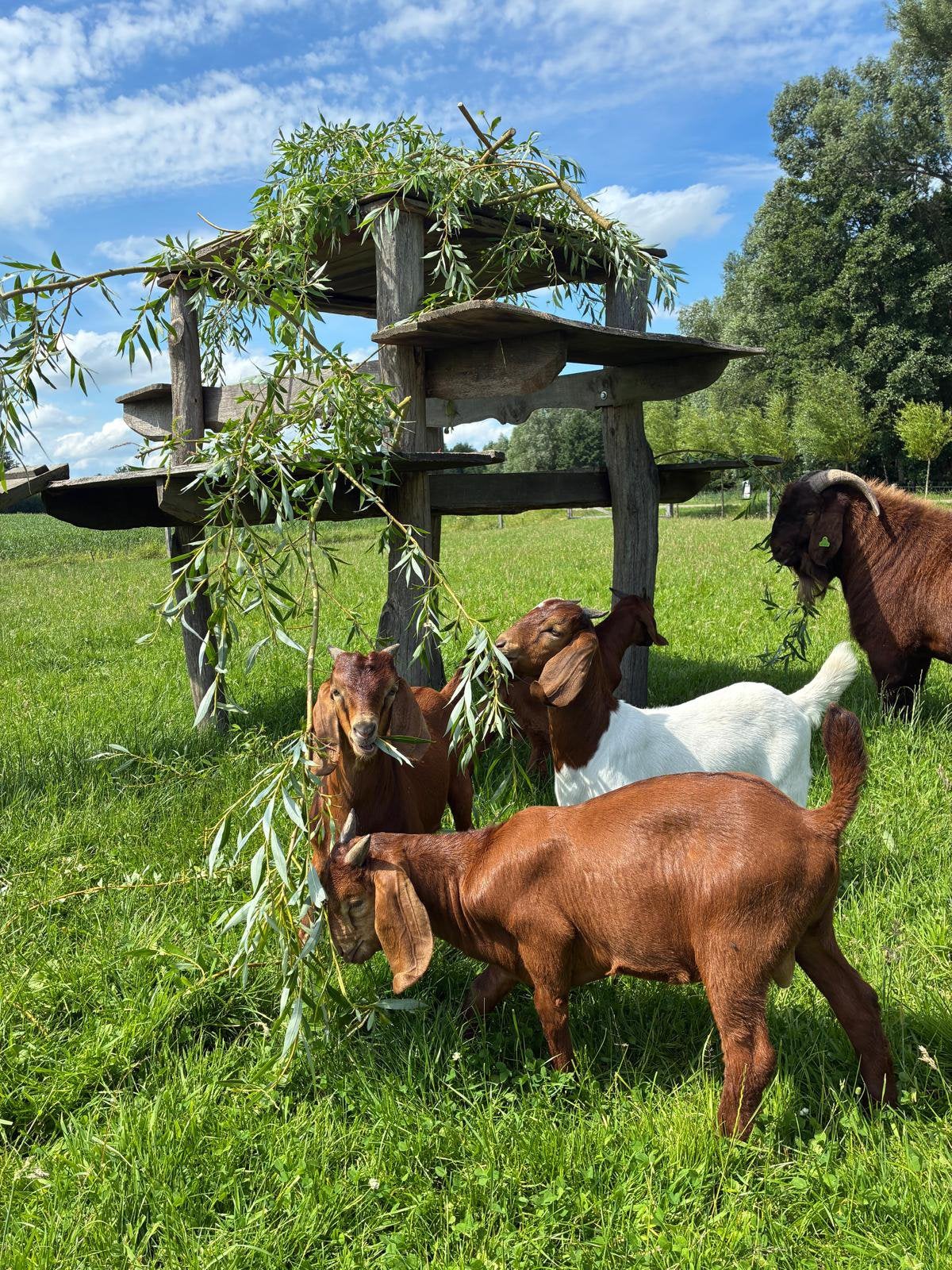 Kalahari red mooie boergeiten en boerbokjes, Mannelijk, Geit