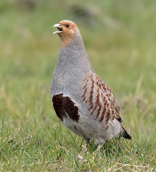 Broedeieren van de Europese patrijs (€2,20), Dieren en Toebehoren, Pluimvee, Meerdere dieren, Kip