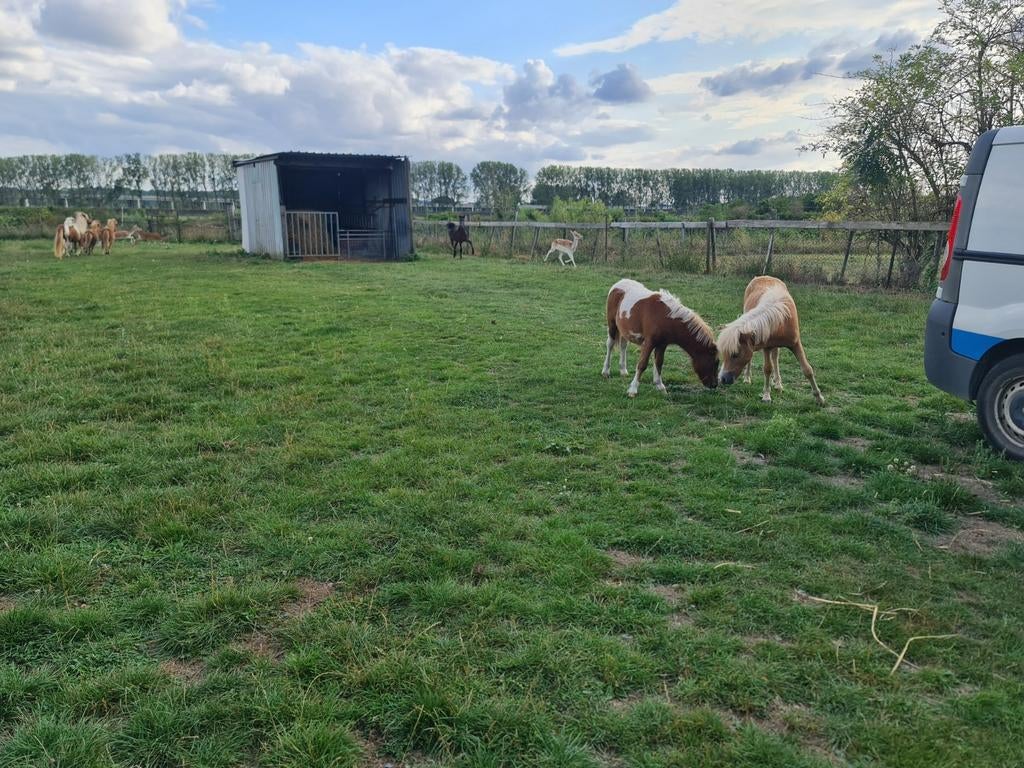 Voor max 2 c ponys, stalling met kleine weides, Stalling
